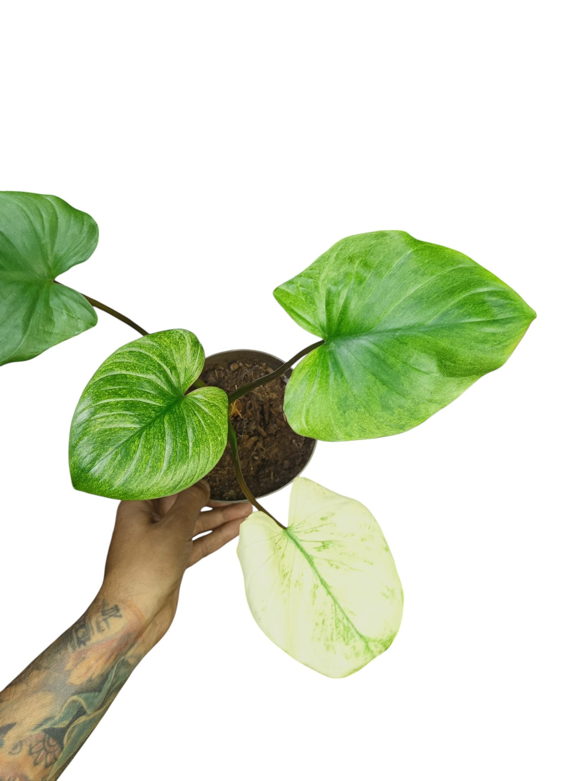 Homalomena rubescens mint