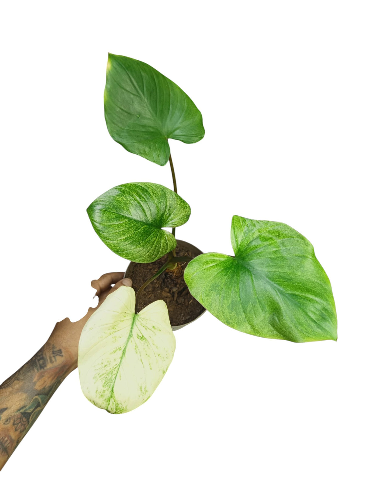 Homalomena rubescens mint