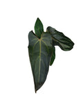 DocBlock Anthurium Dark & Handsome® '9' X Dark & Handsome® '9'