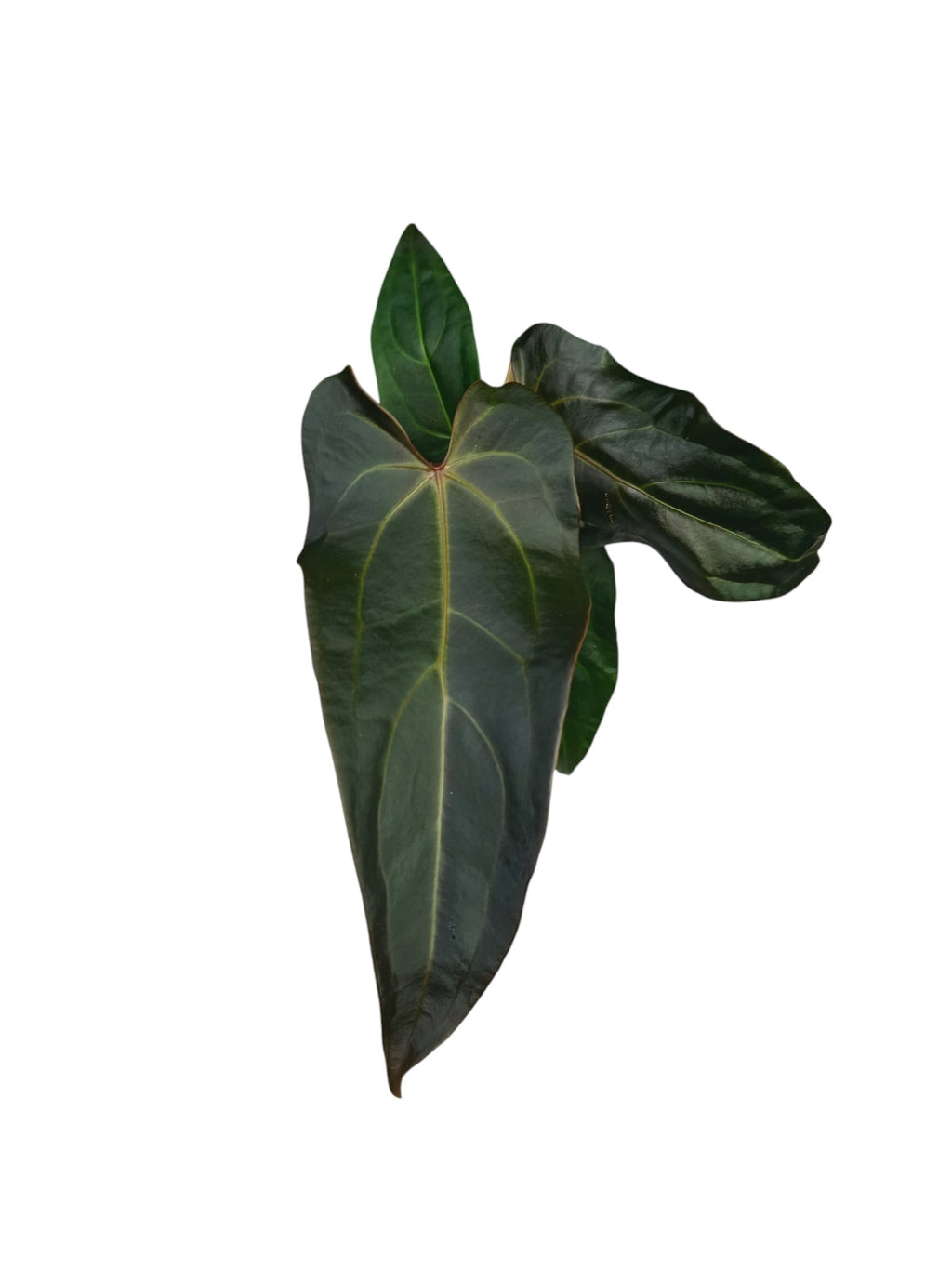 DocBlock Anthurium Dark & Handsome® '9' X Dark & Handsome® '9'