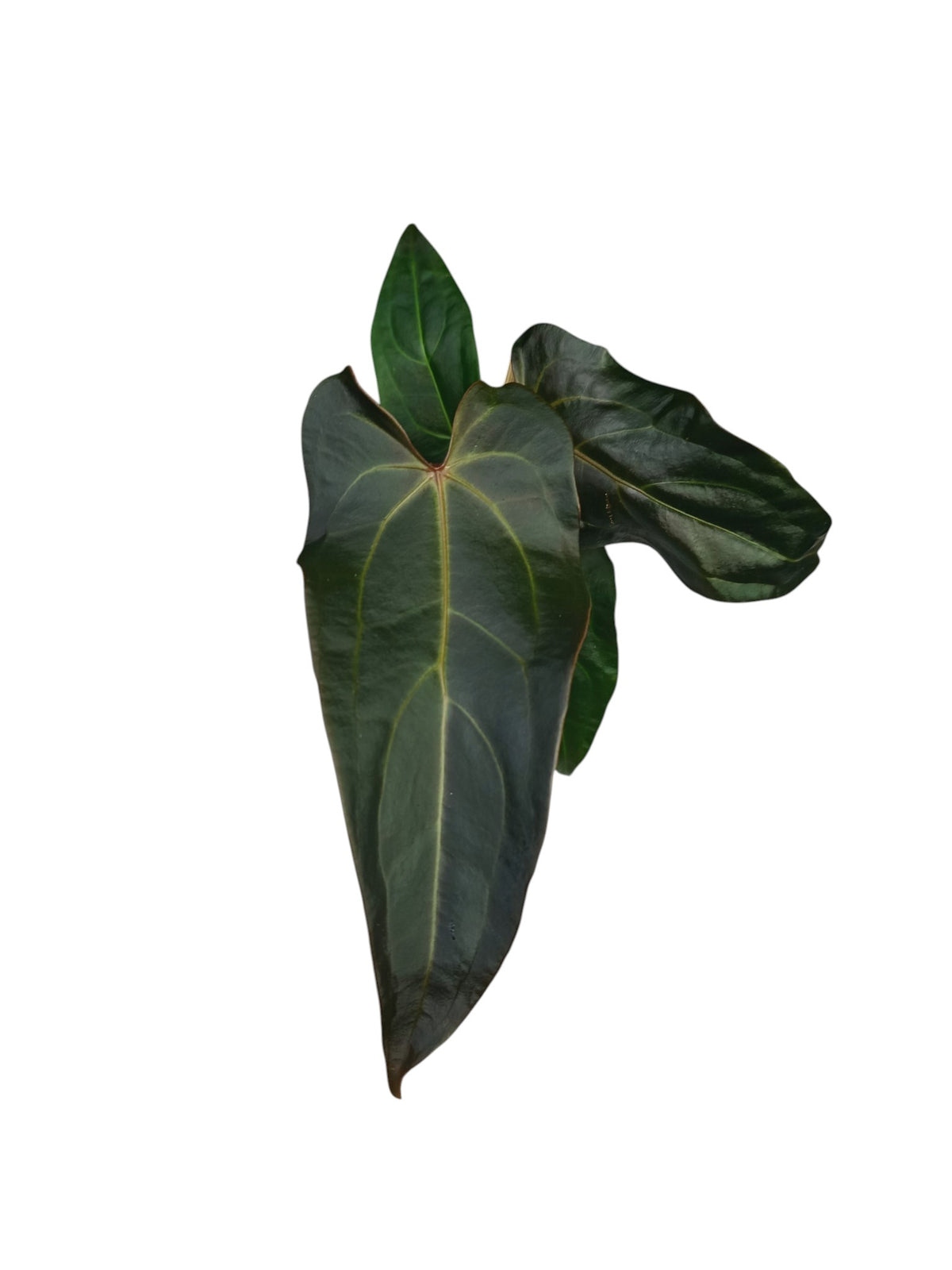 DocBlock Anthurium Dark & Handsome® '9' X Dark & Handsome® '9'