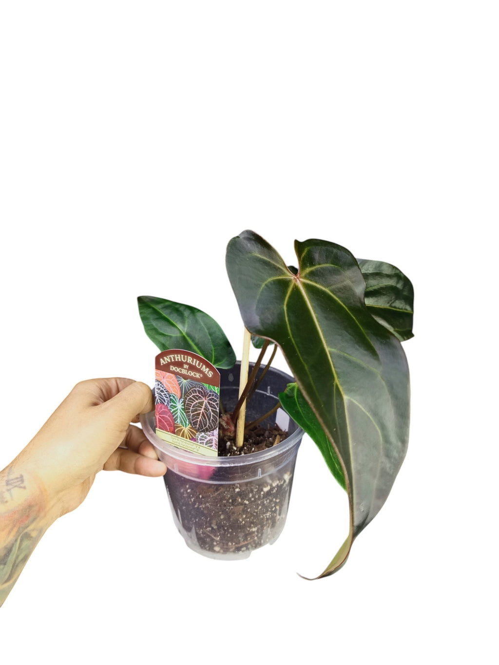 DocBlock Anthurium Dark & Handsome® '9' X Dark & Handsome® '9'