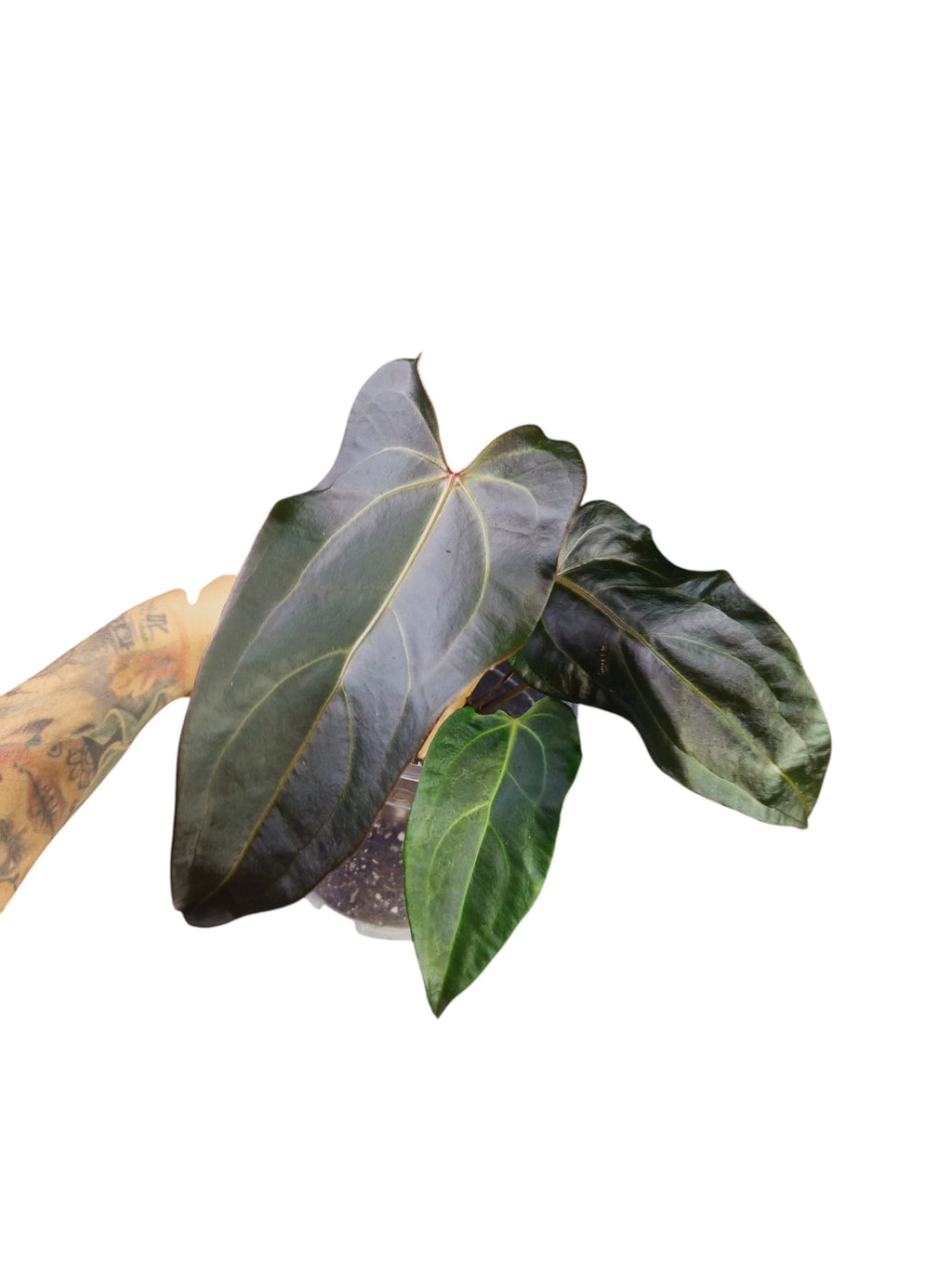 DocBlock Anthurium Dark & Handsome® '9' X Dark & Handsome® '9'