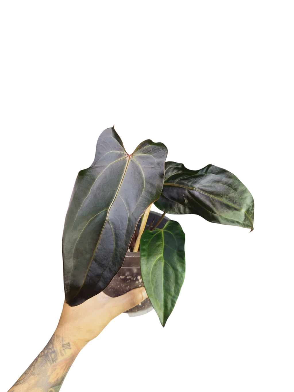 DocBlock Anthurium Dark & Handsome® '9' X Dark & Handsome® '9'