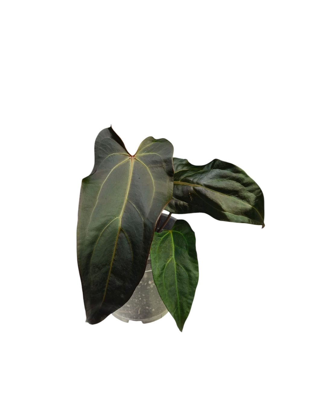 DocBlock Anthurium Dark & Handsome® '9' X Dark & Handsome® '9'