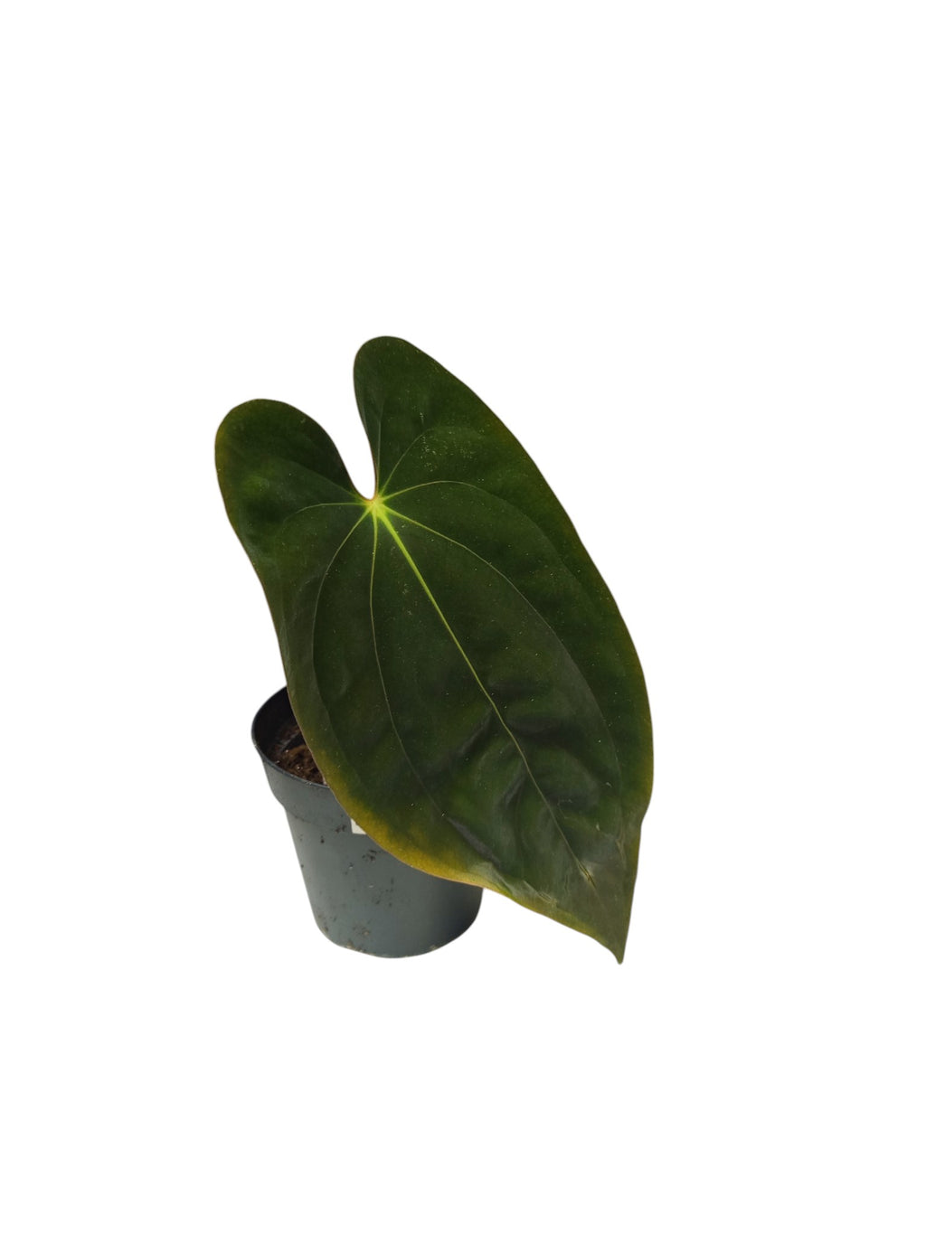 DocBlock Anthurium Dark & Handsome® '9' X Dark & Handsome® '9'