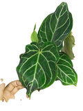 Anthurium Crystal Hybrid Ruffles