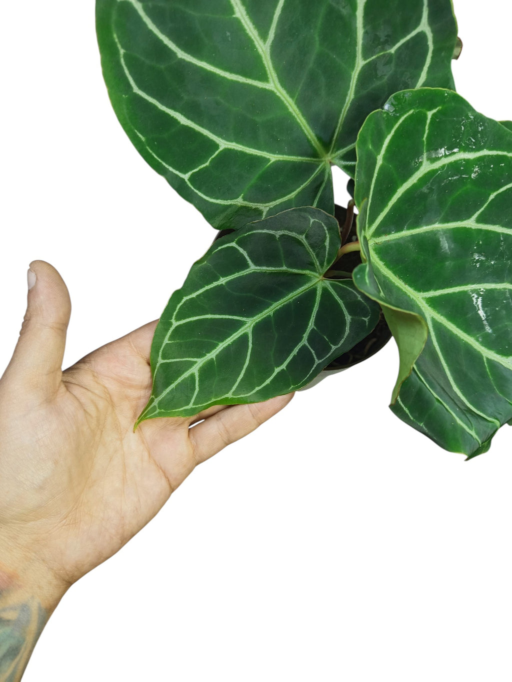 Anthurium Crystal Hybrid Ruffles