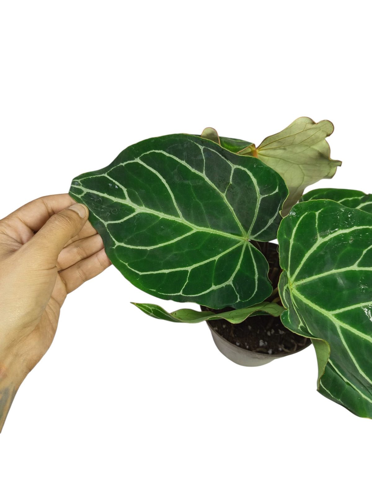 Anthurium Crystal Hybrid Ruffles