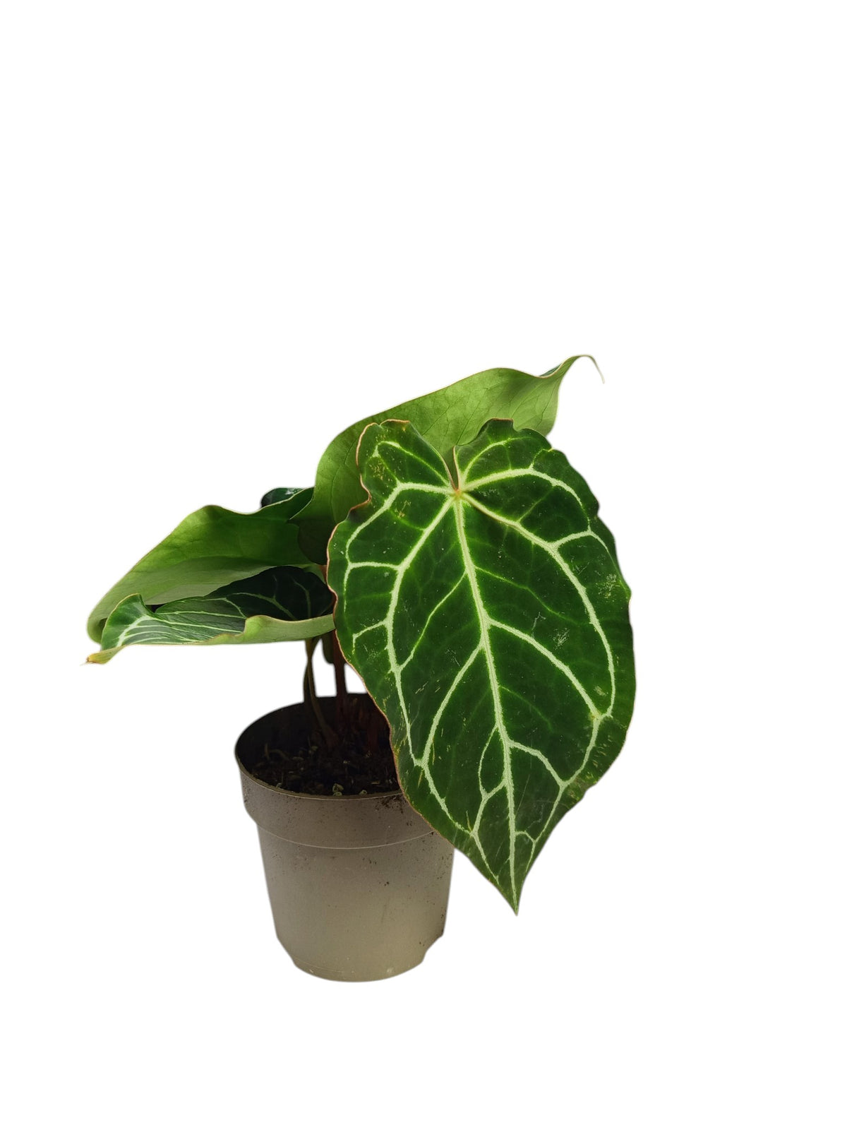 Anthurium Crystal Hybrid Ruffles