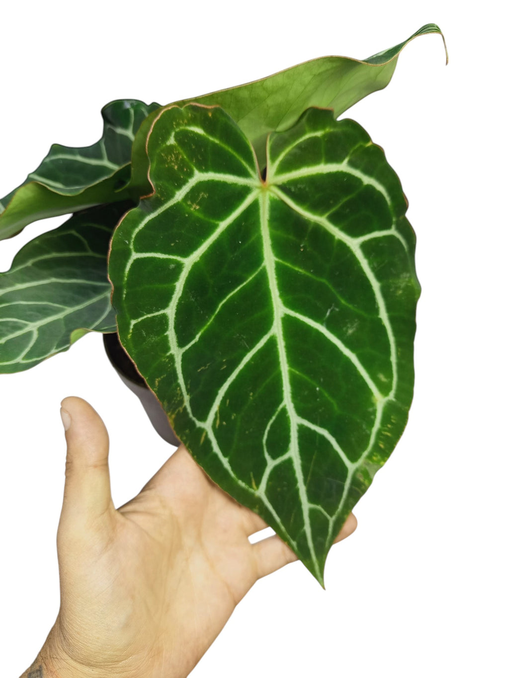 Anthurium Crystal Hybrid Ruffles