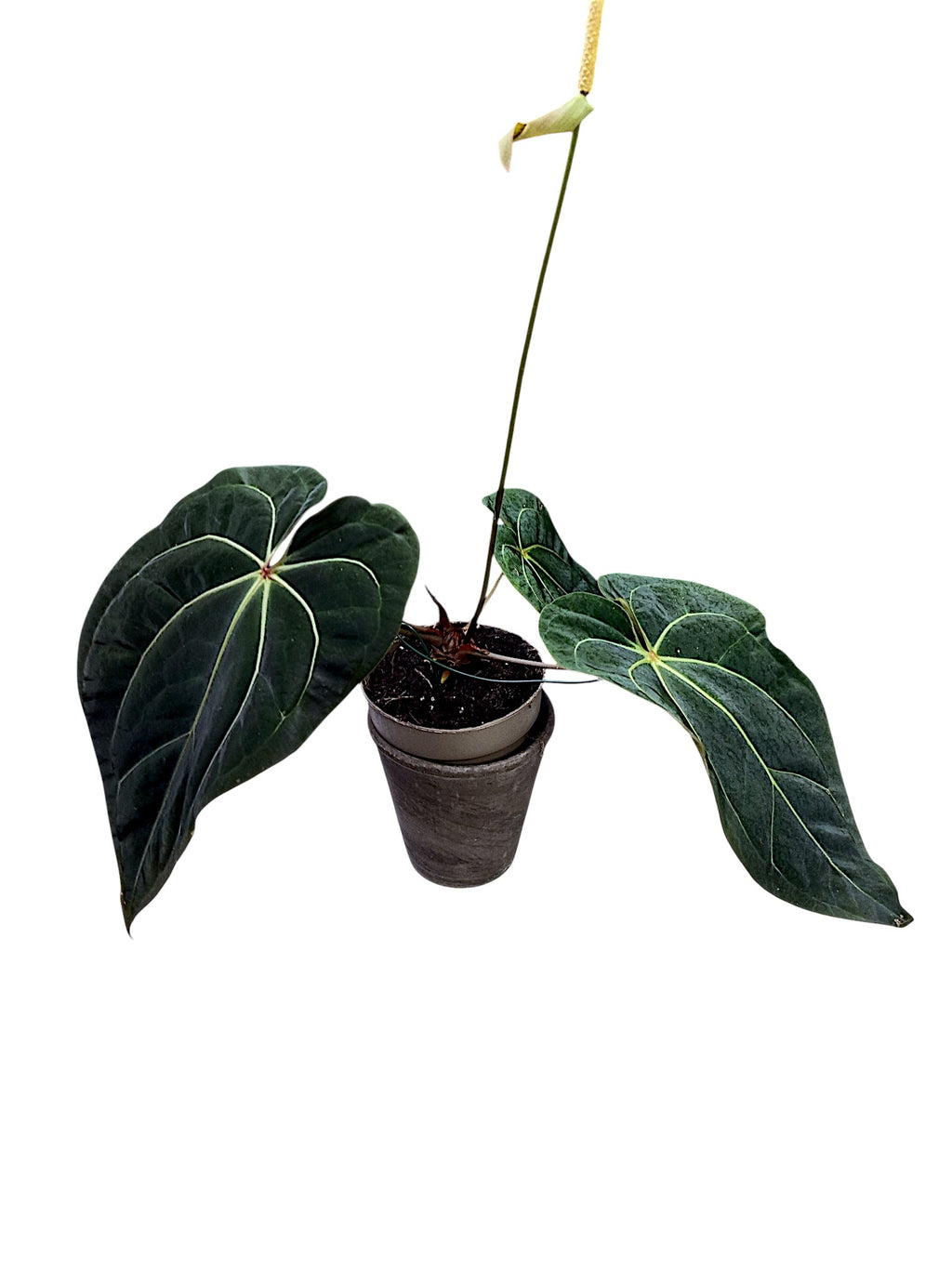 Anthurium dark crystallinum x red spider