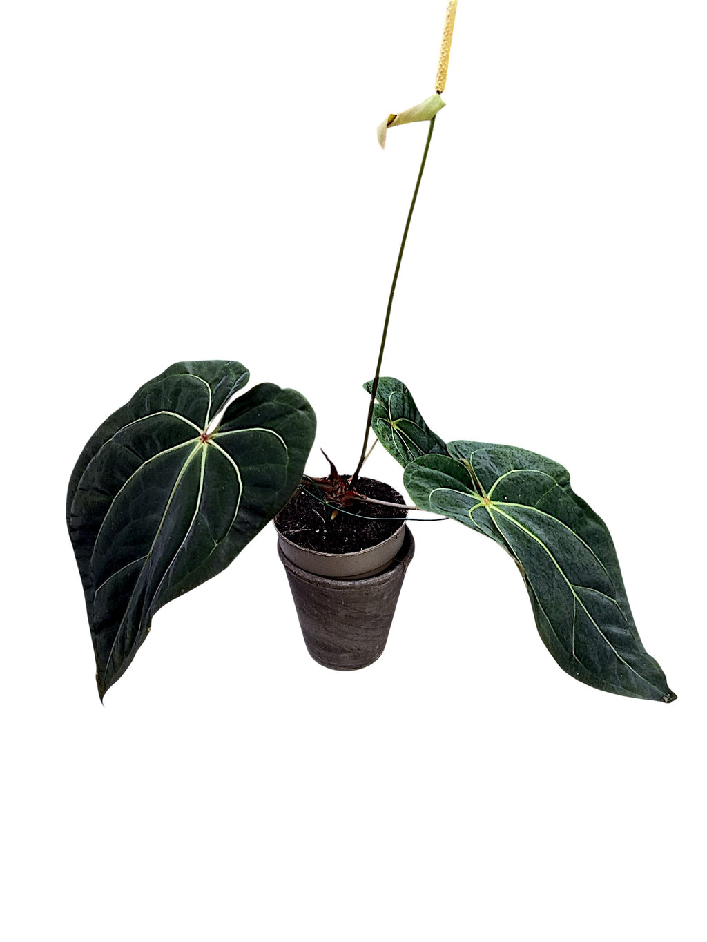 Anthurium dark crystallinum x red spider