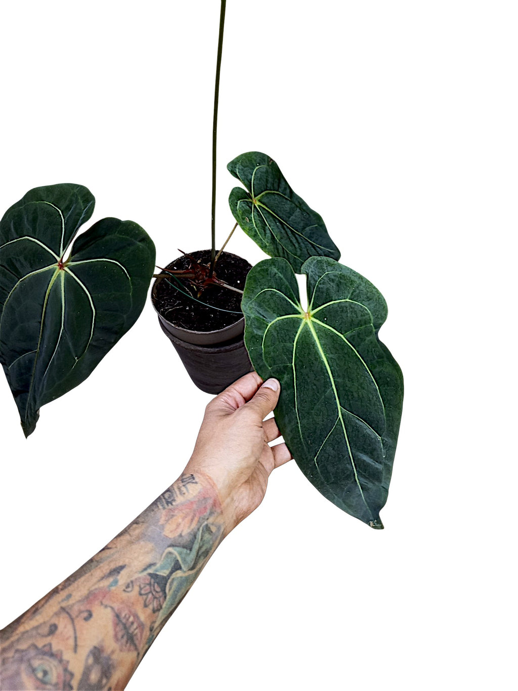 Anthurium dark crystallinum x red spider