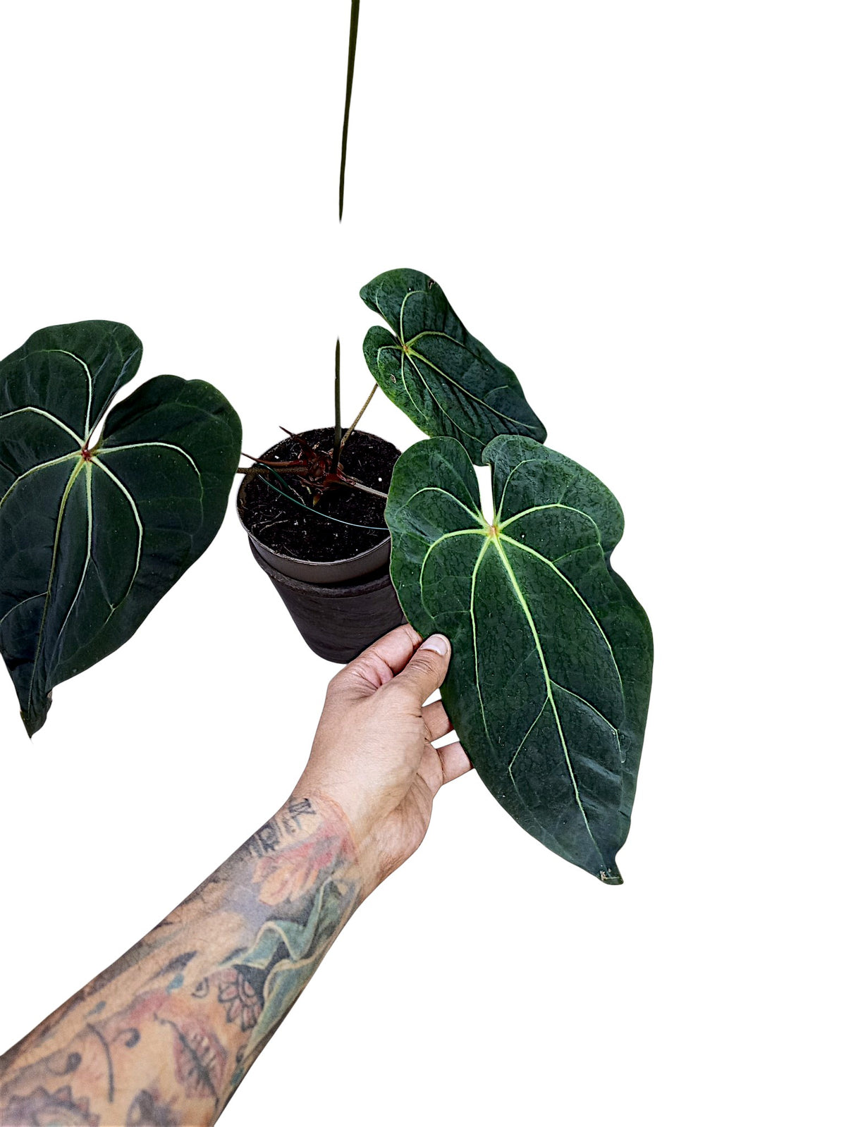 Anthurium dark crystallinum x red spider