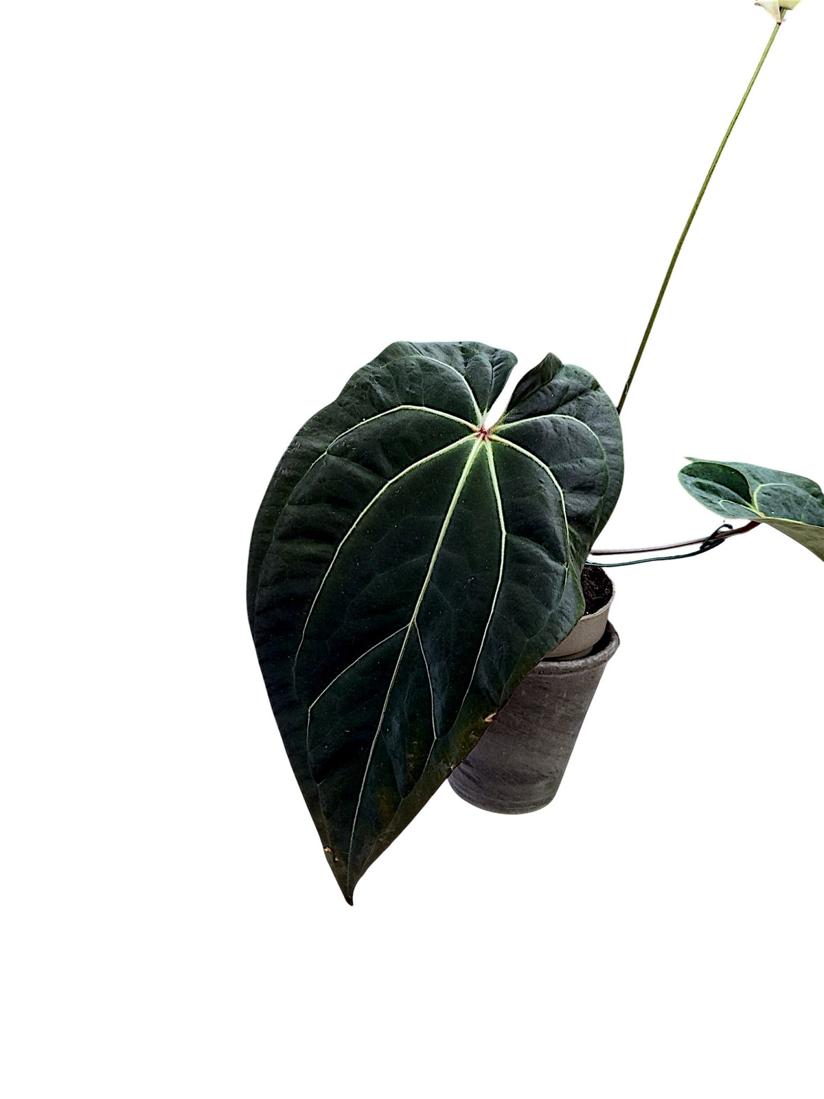 Anthurium dark crystallinum x red spider