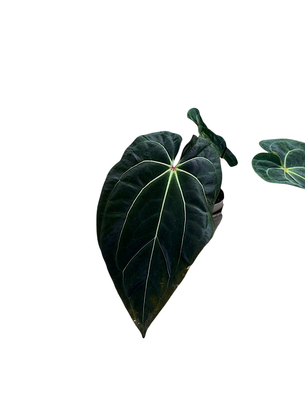 Anthurium dark crystallinum x red spider