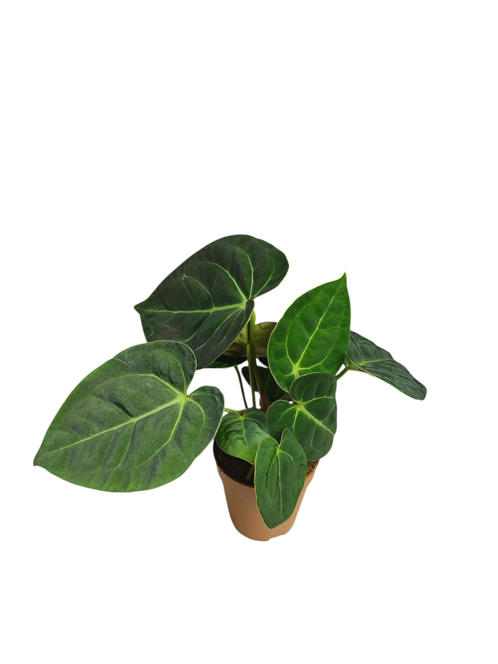 Anthurium Magnificum x Regale
