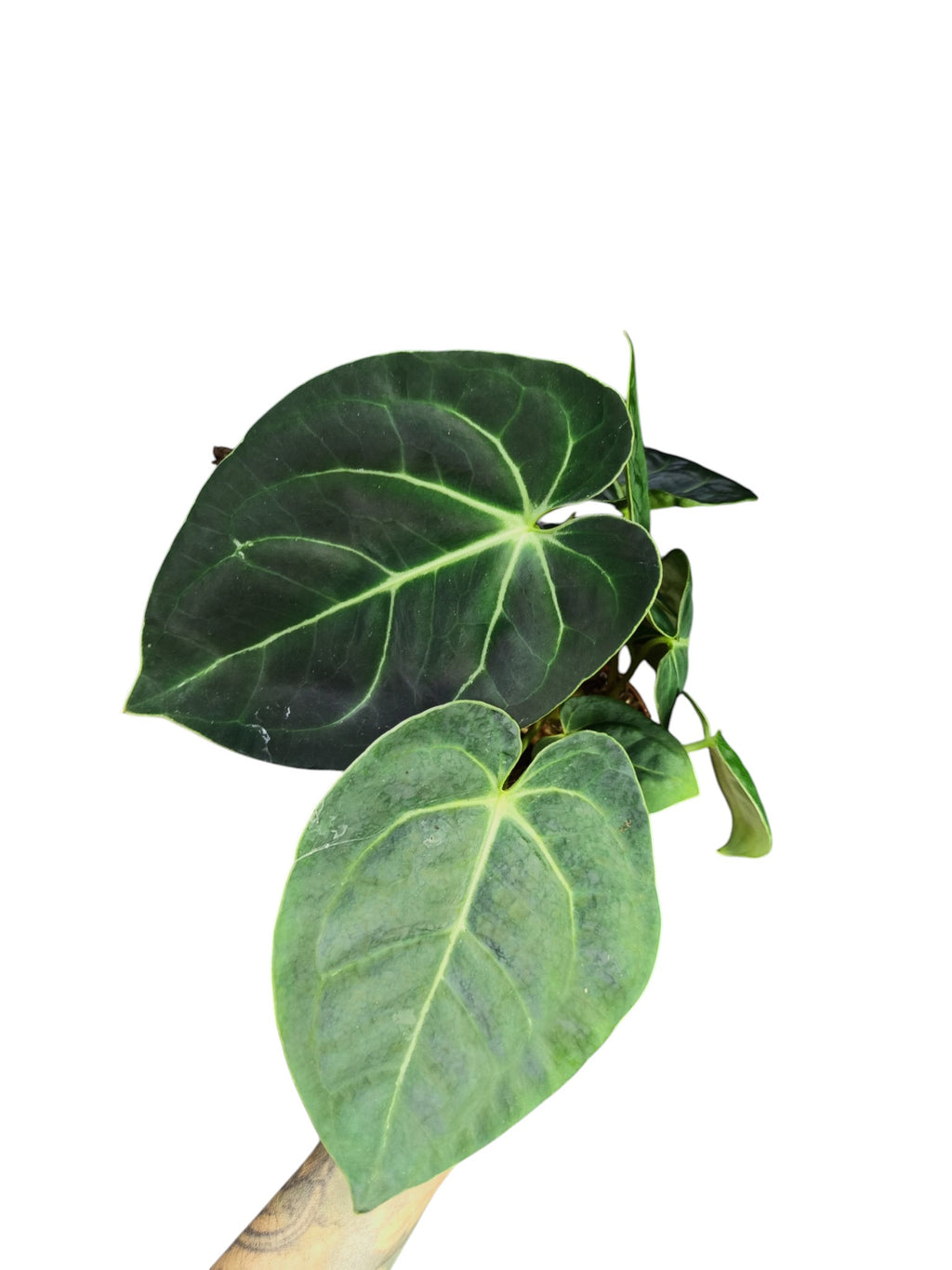 Anthurium Magnificum x Regale