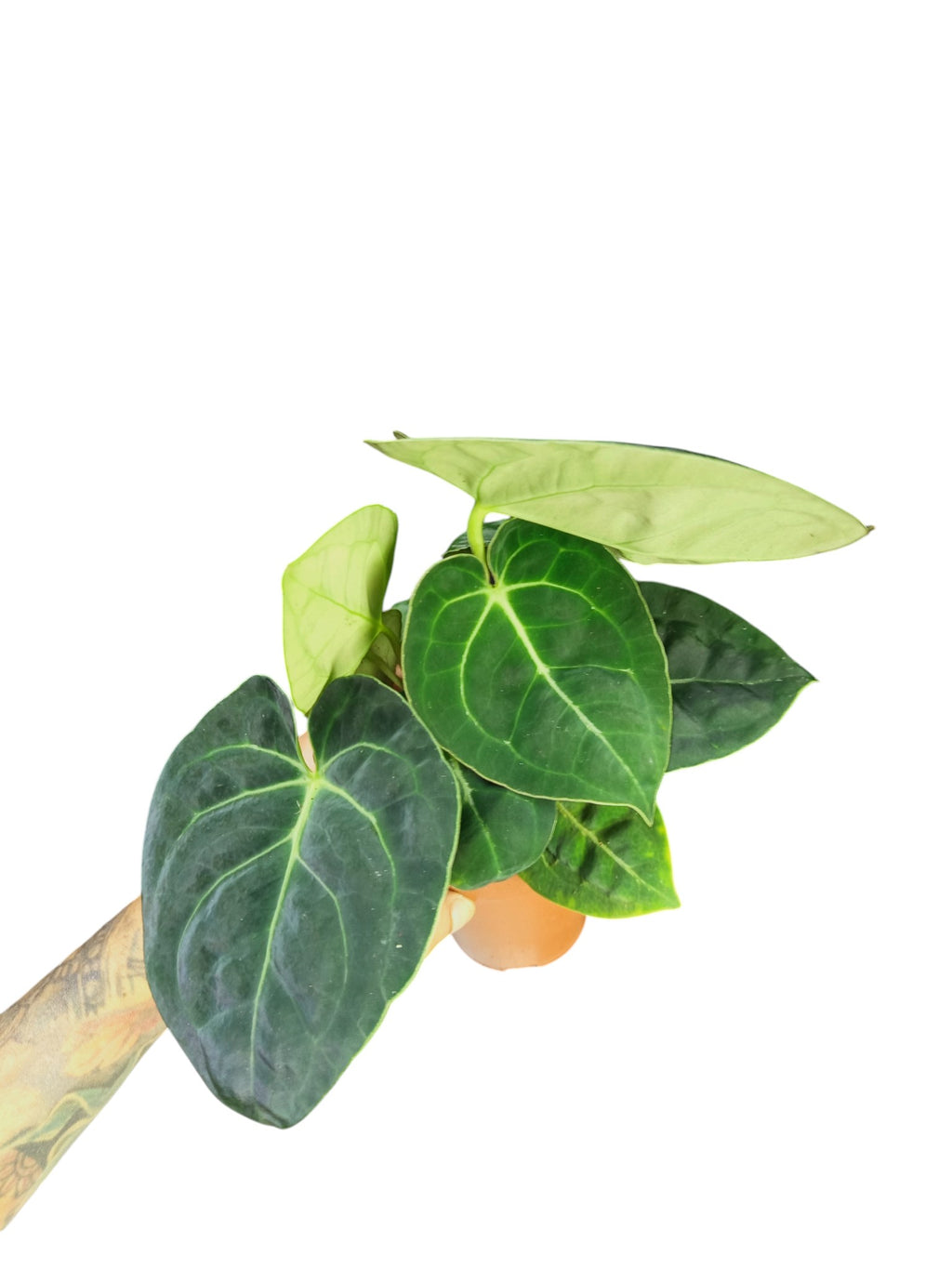 Anthurium Magnificum x Regale