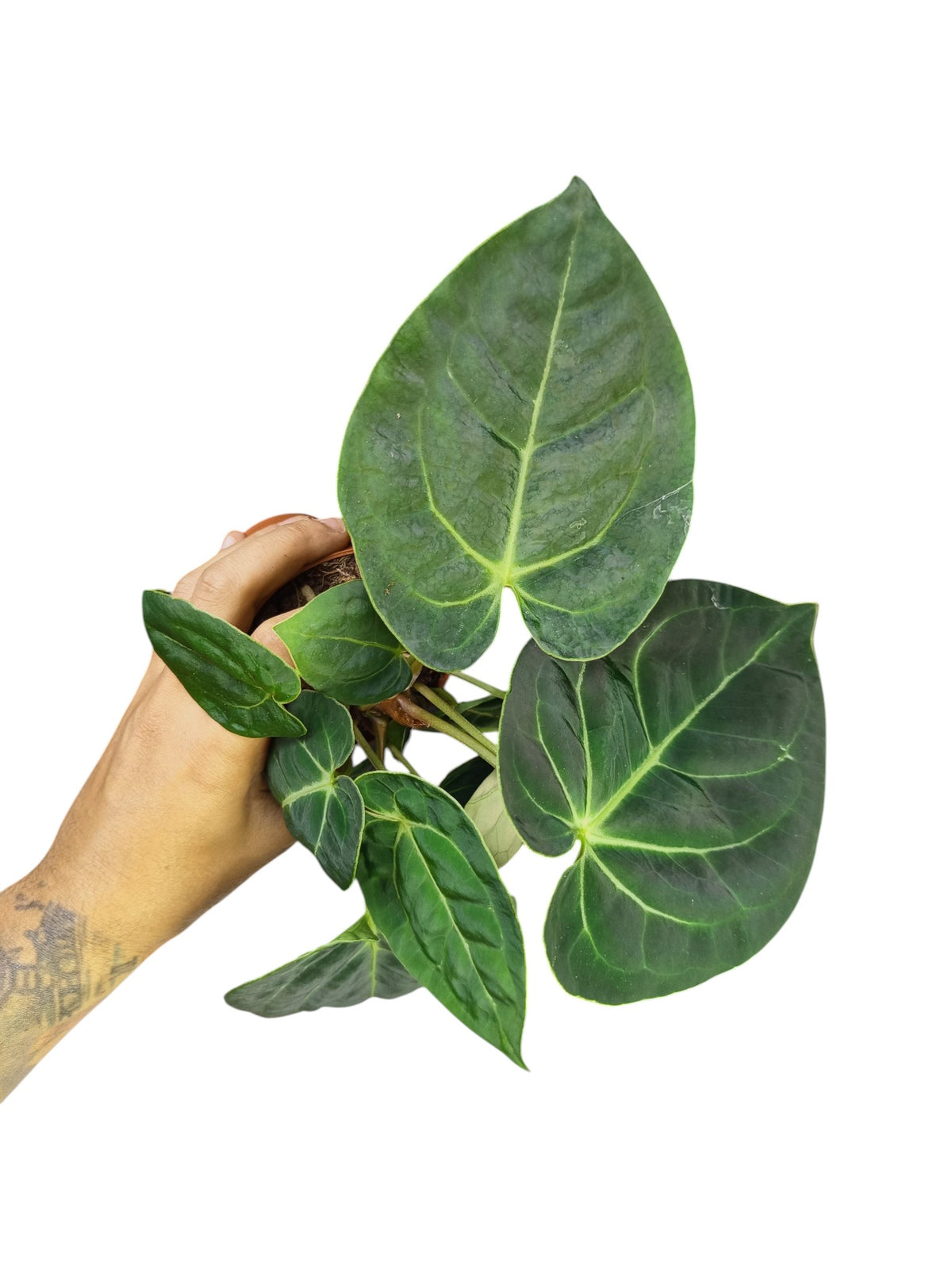 Anthurium Magnificum x Regale