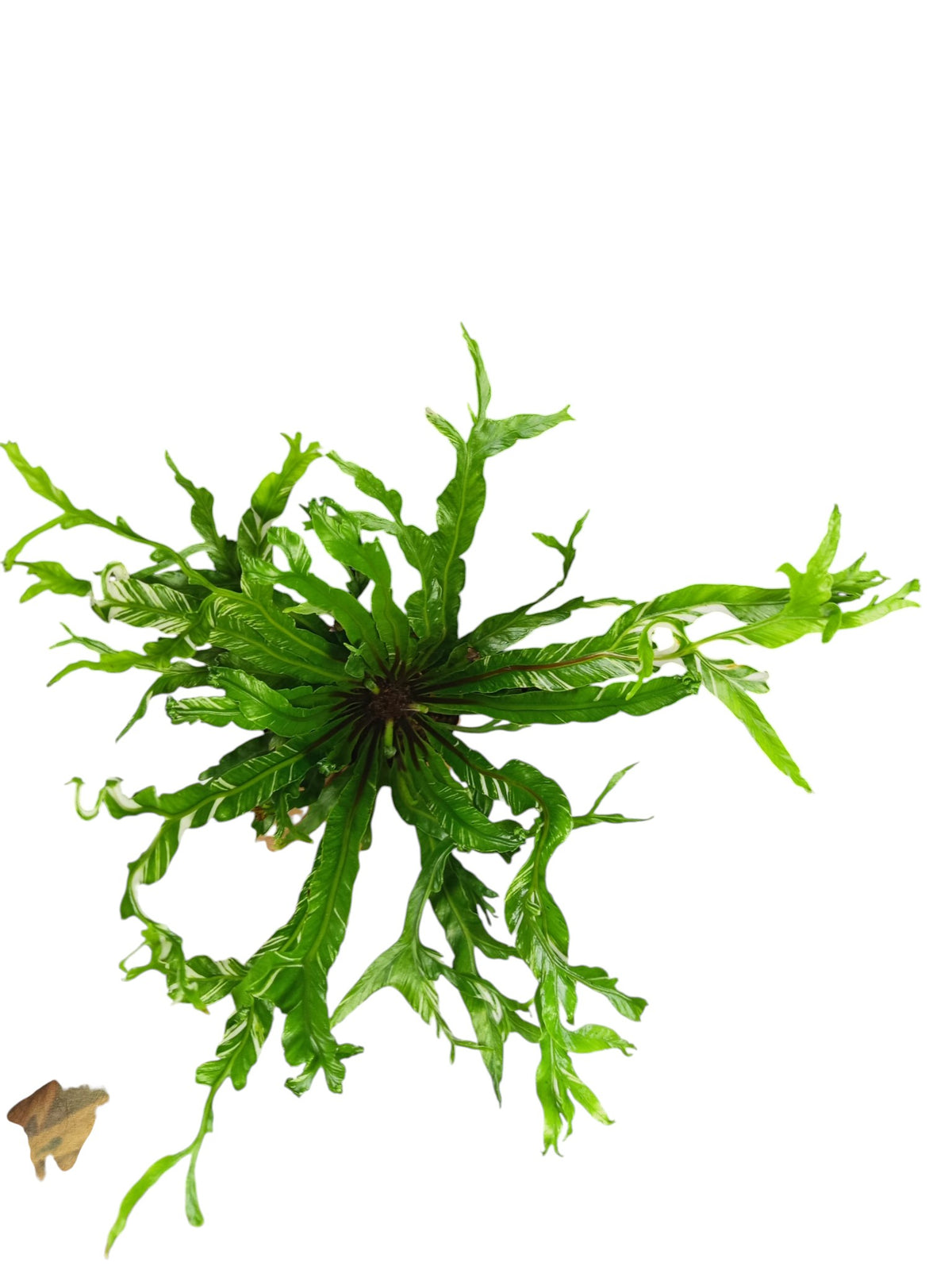 Asplenium Nidus Variegata