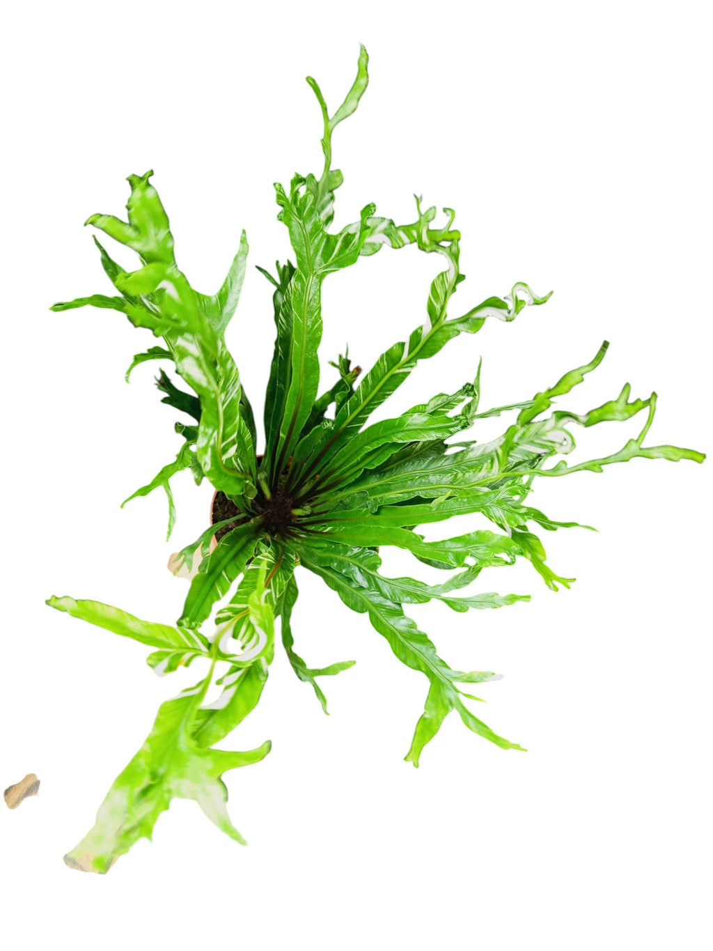 Asplenium Nidus Variegata