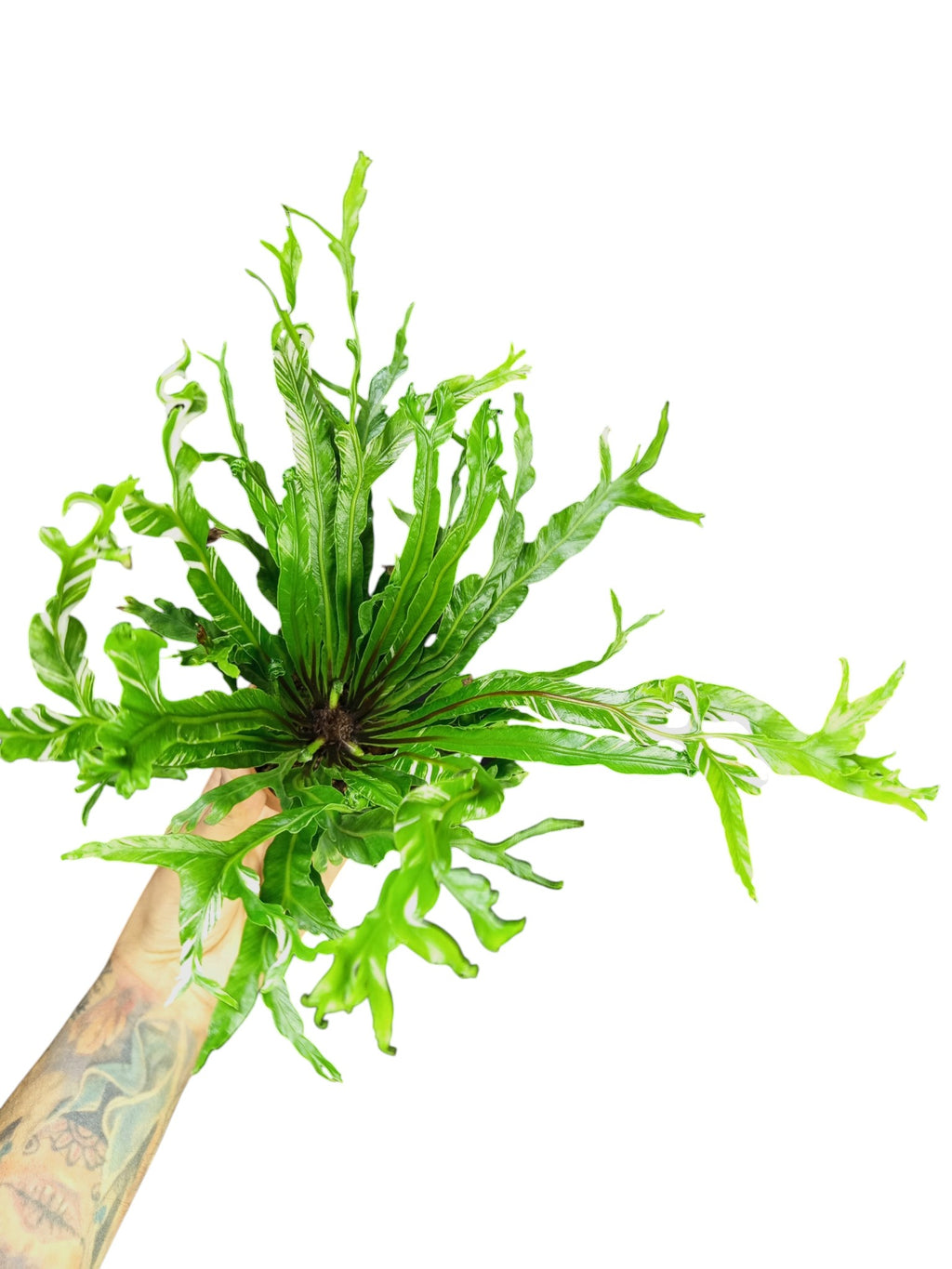 Asplenium Nidus Variegata