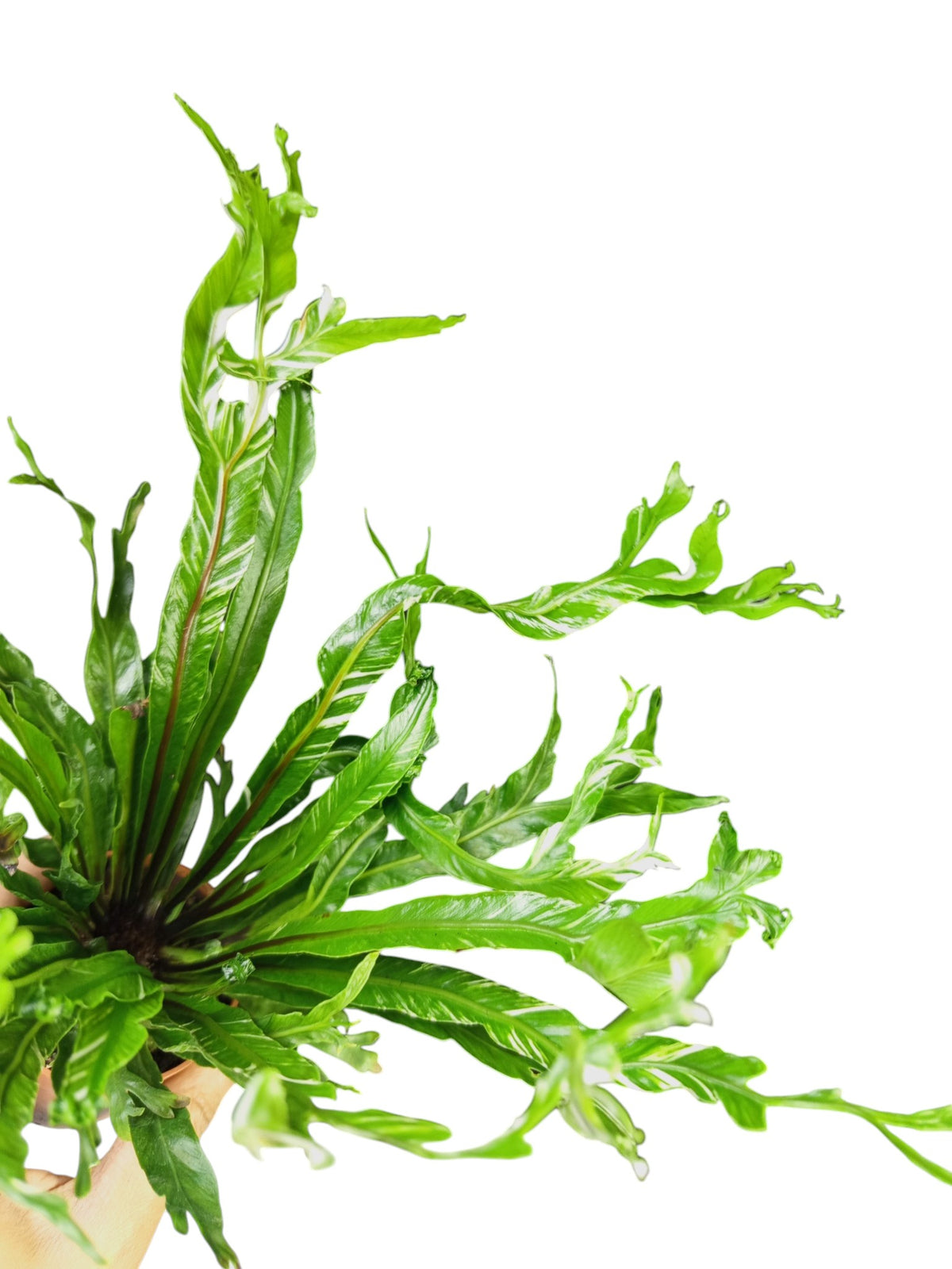 Asplenium Nidus Variegata