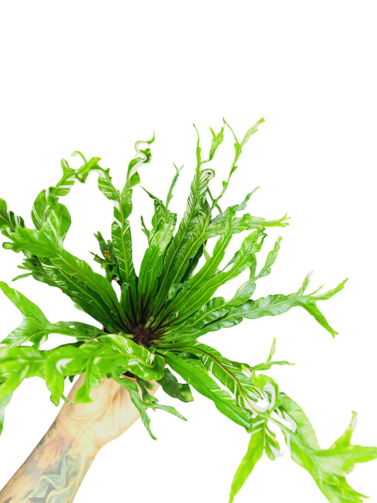 Asplenium Nidus Variegata