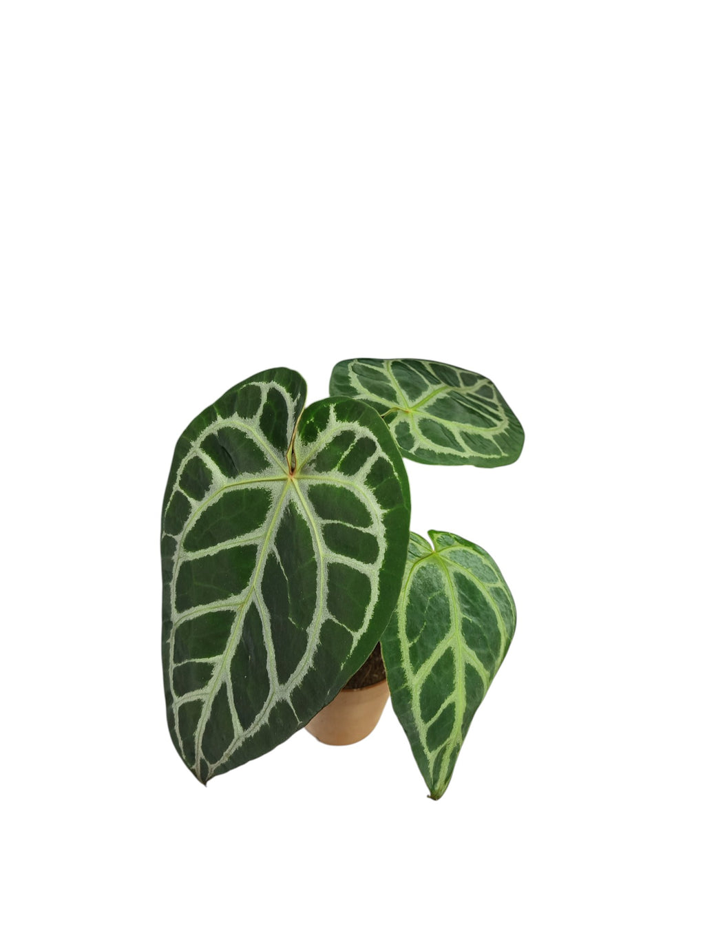 Anthurium Cristal x Mag