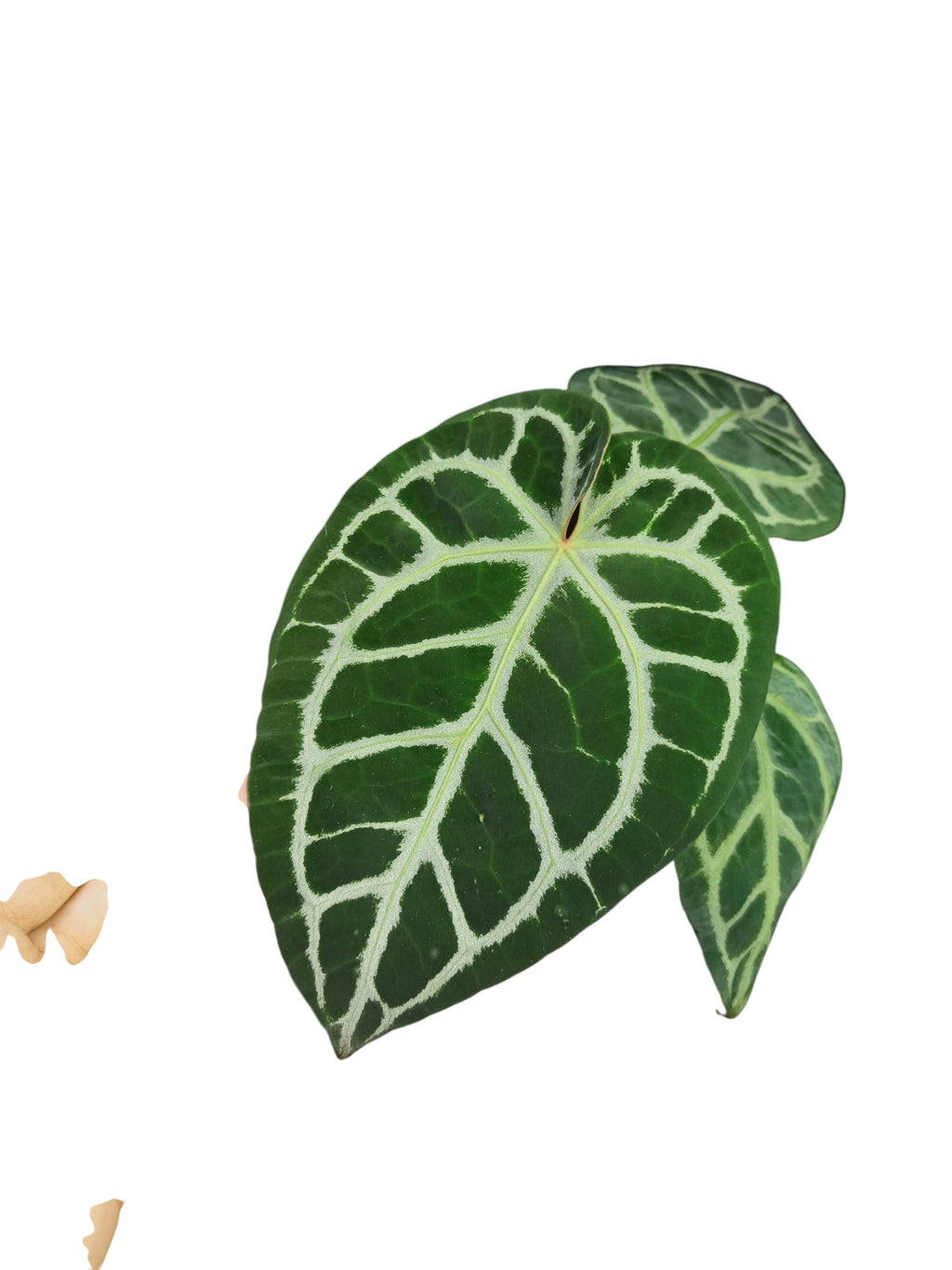 Anthurium Cristal x Mag