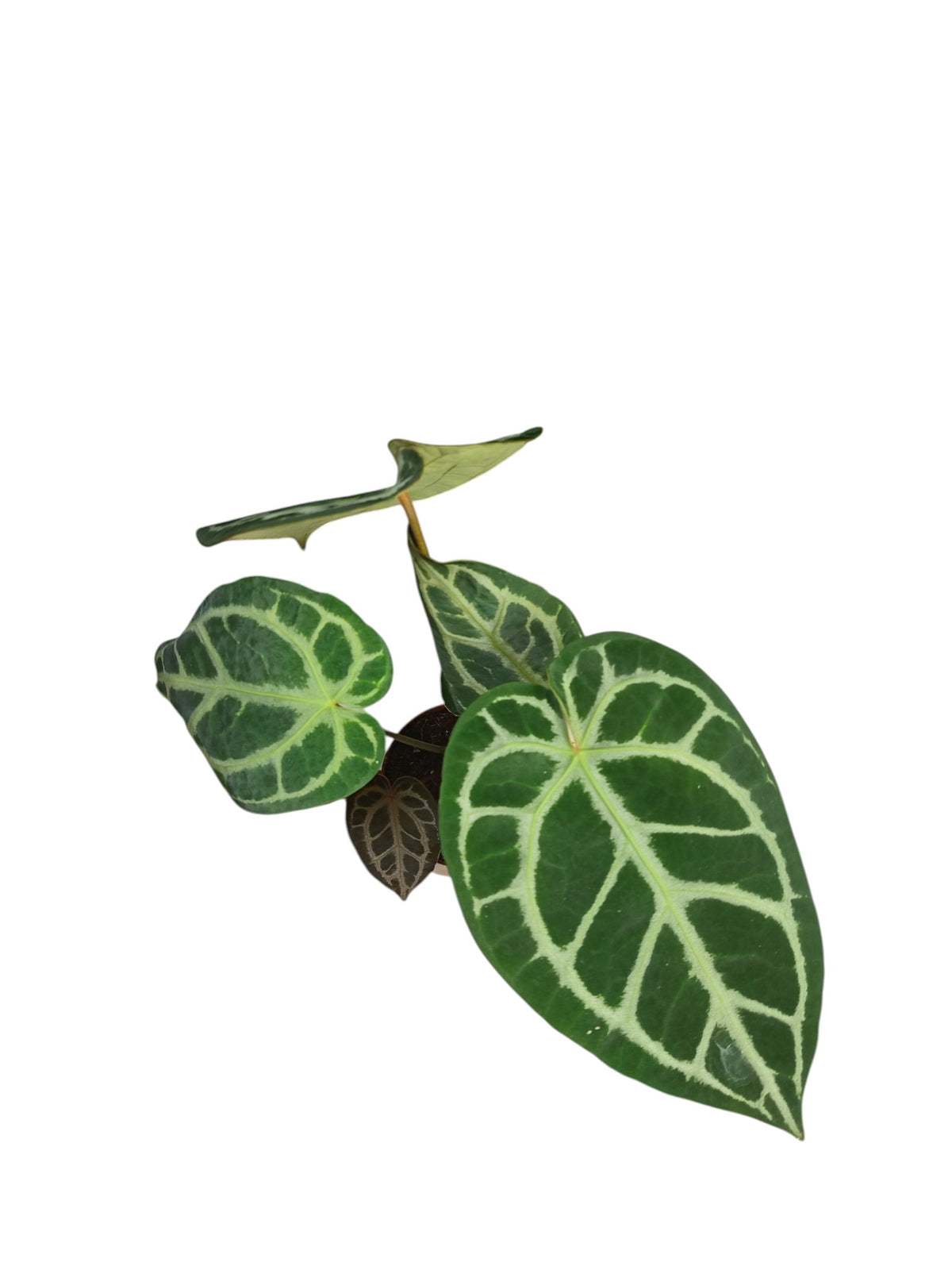 Anthurium Cristal x Mag