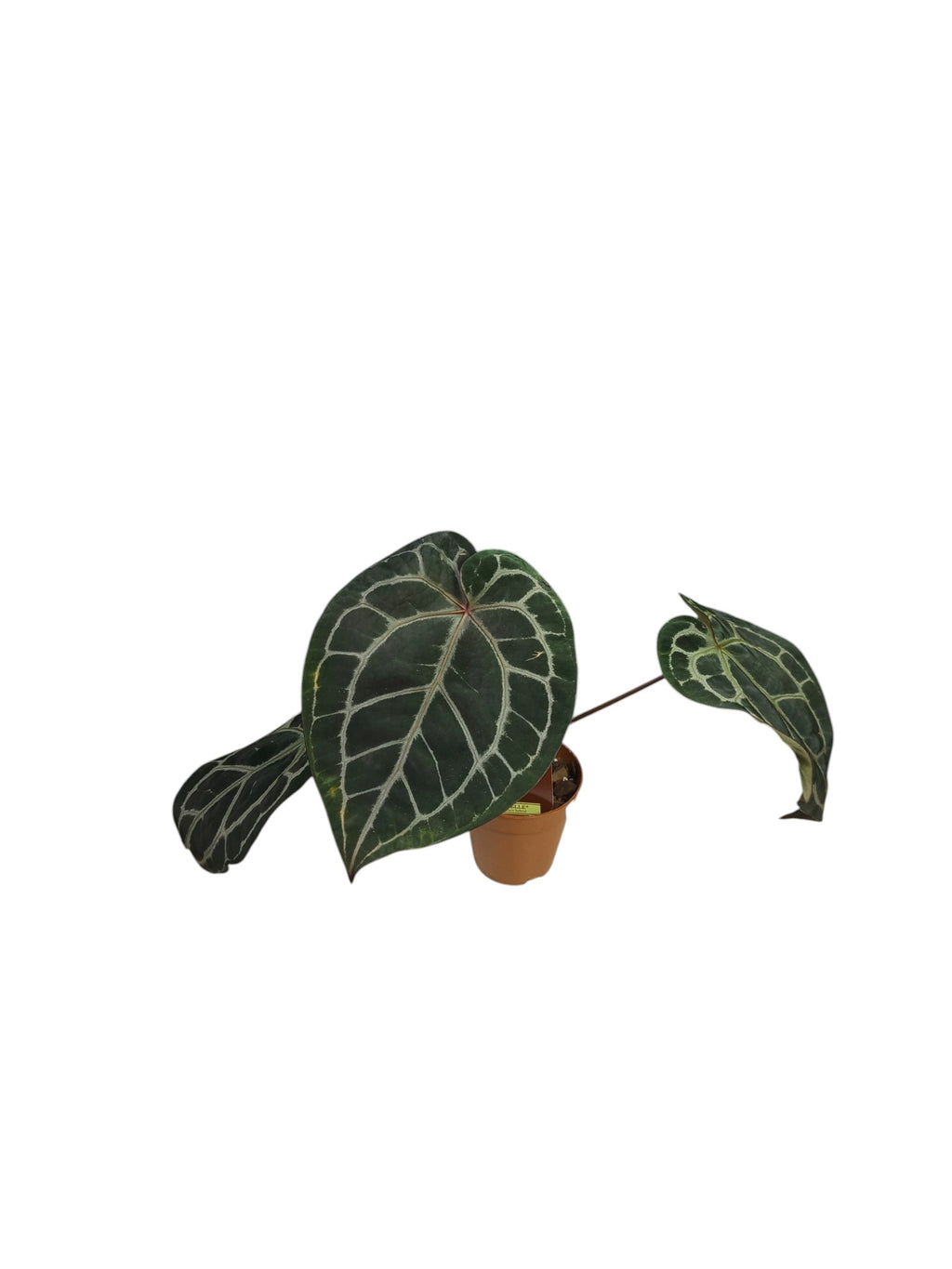 DocBlock Anthurium Michelle