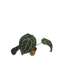 DocBlock Anthurium Michelle