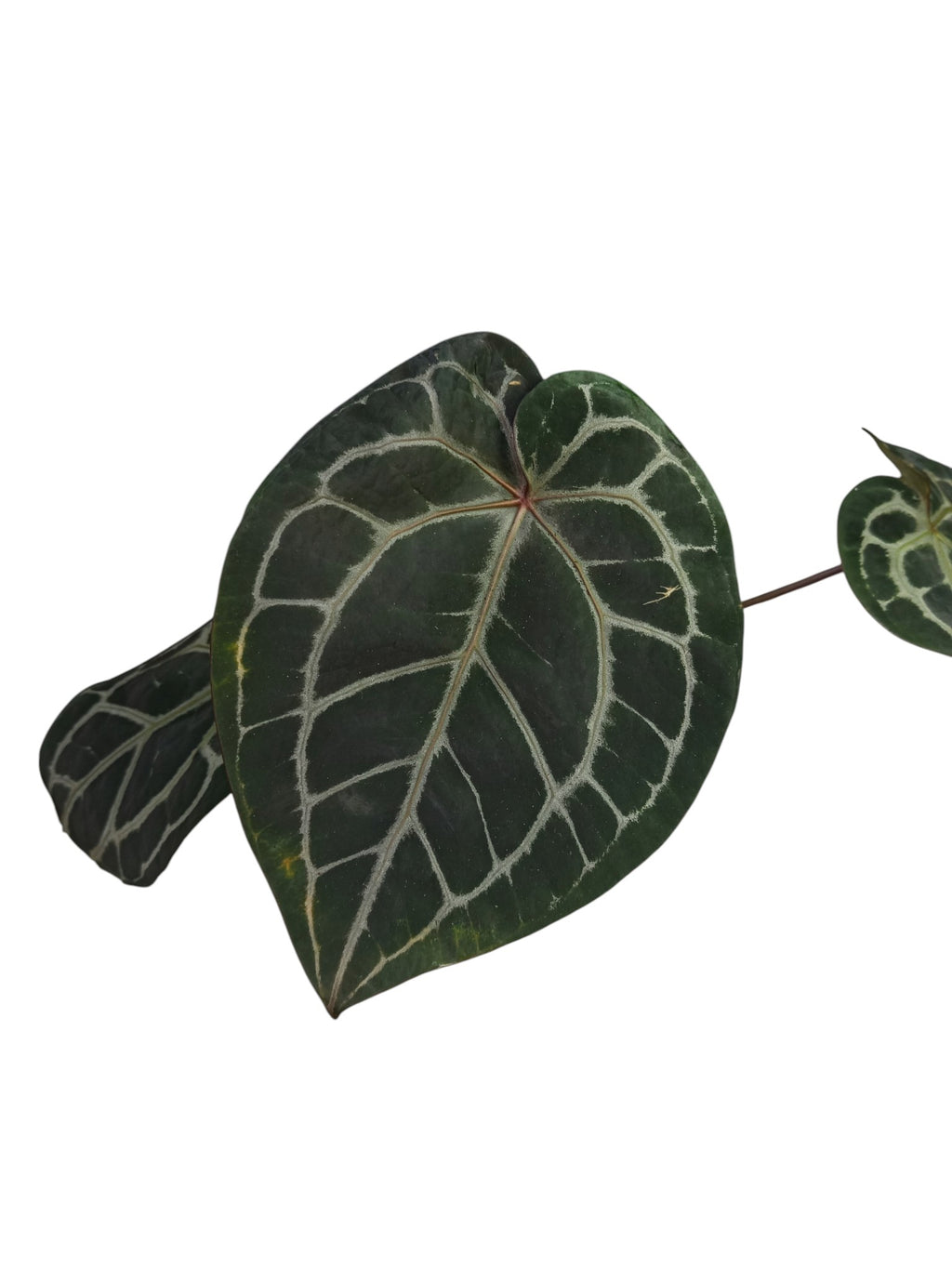 DocBlock Anthurium Michelle