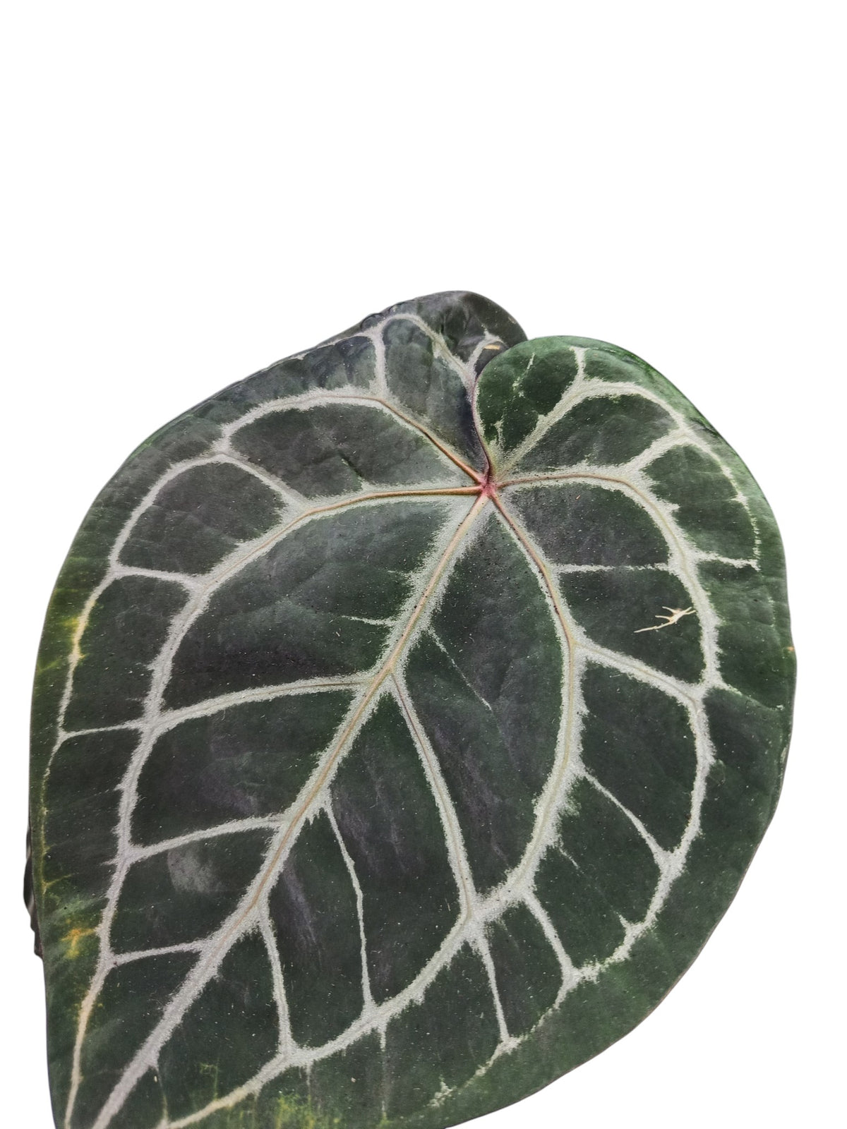 DocBlock Anthurium Michelle