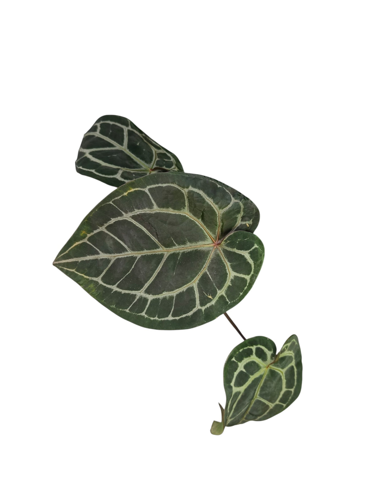 DocBlock Anthurium Michelle