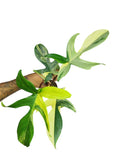 Philodendron Florida Beauty