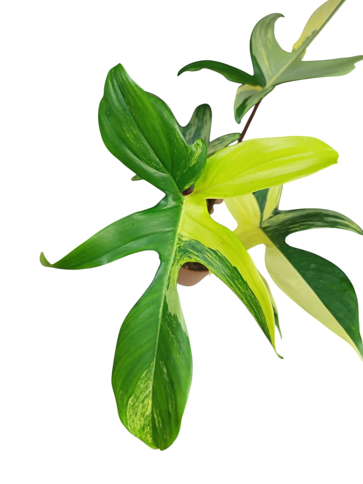 Philodendron Florida Beauty