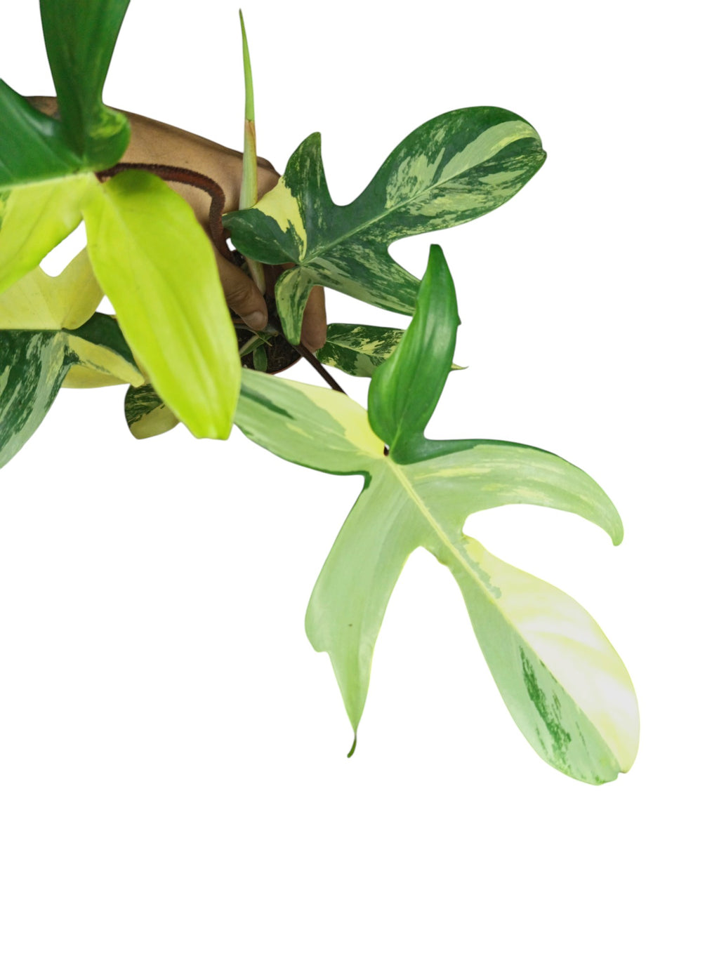 Philodendron Florida Beauty