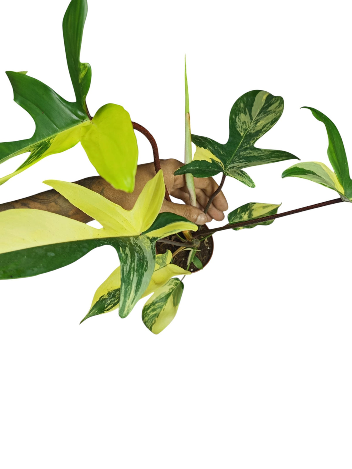 Philodendron Florida Beauty