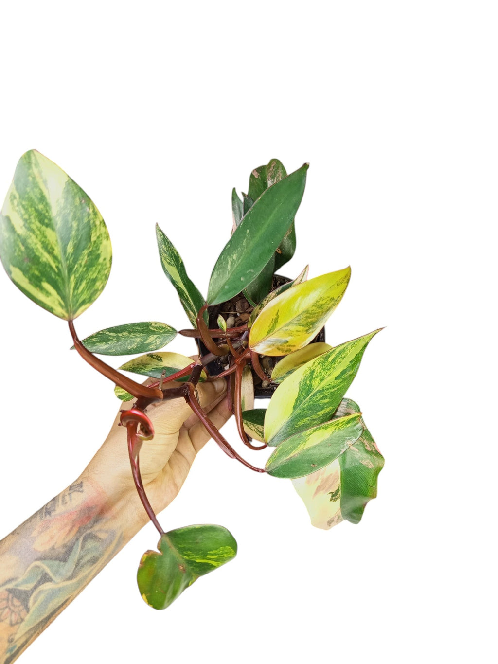 Philodendron Caramel Apple