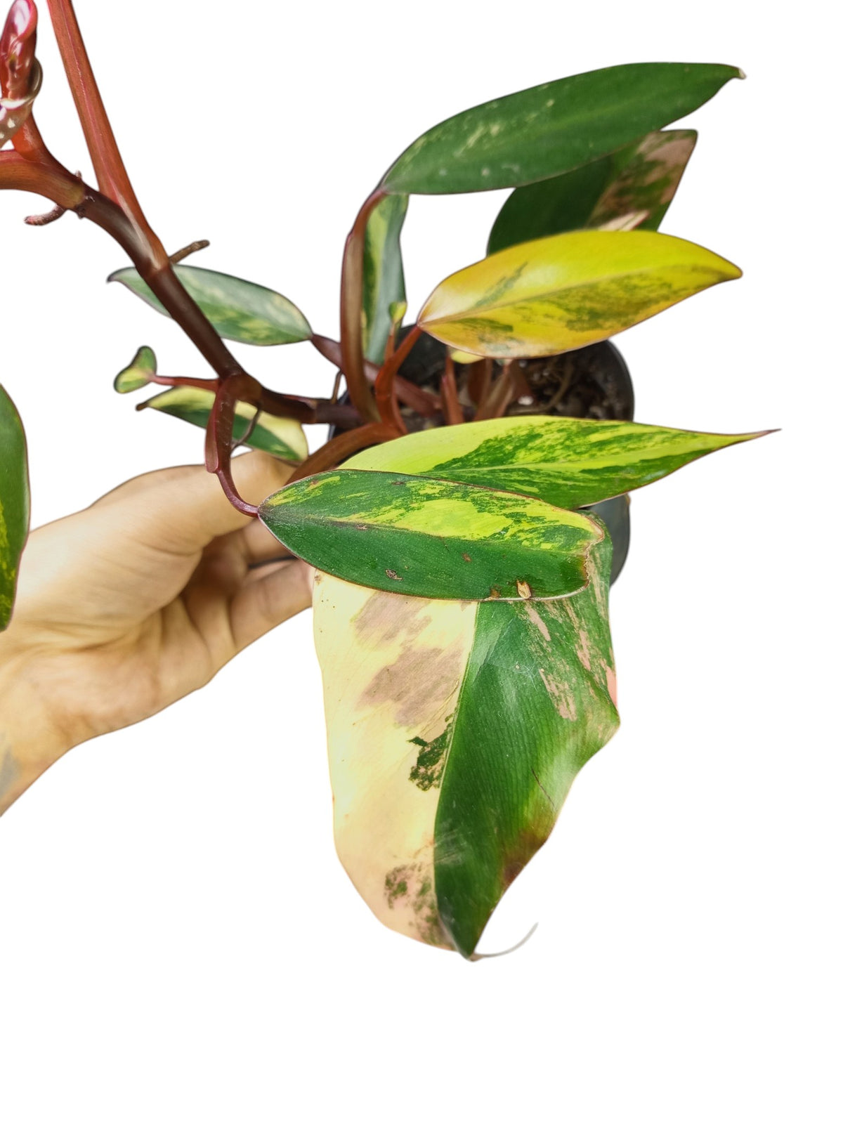 Philodendron Caramel Apple
