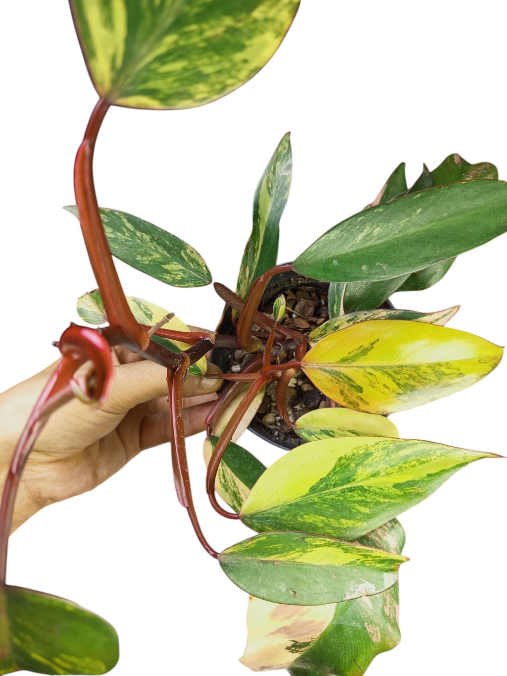 Philodendron Caramel Apple