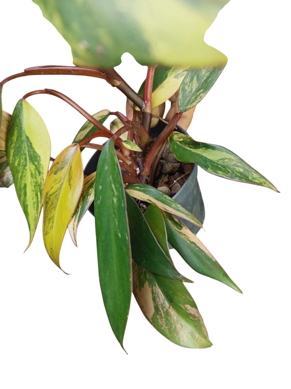 Philodendron Caramel Apple