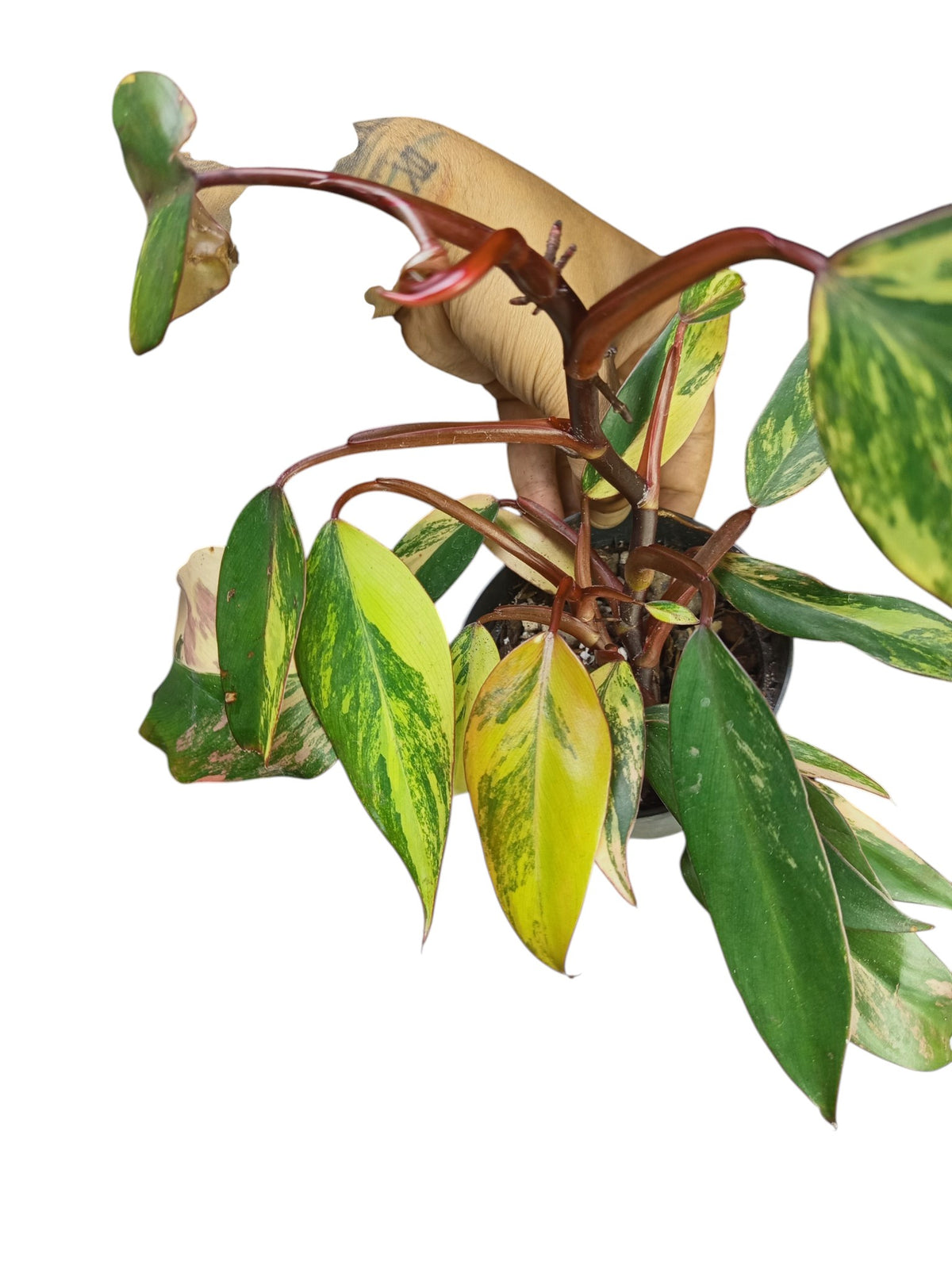Philodendron Caramel Apple