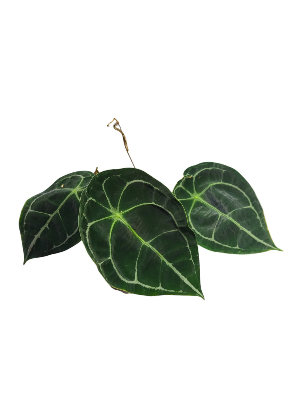 Anthurium Dark Forgetii
