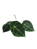Anthurium Dark Forgetii