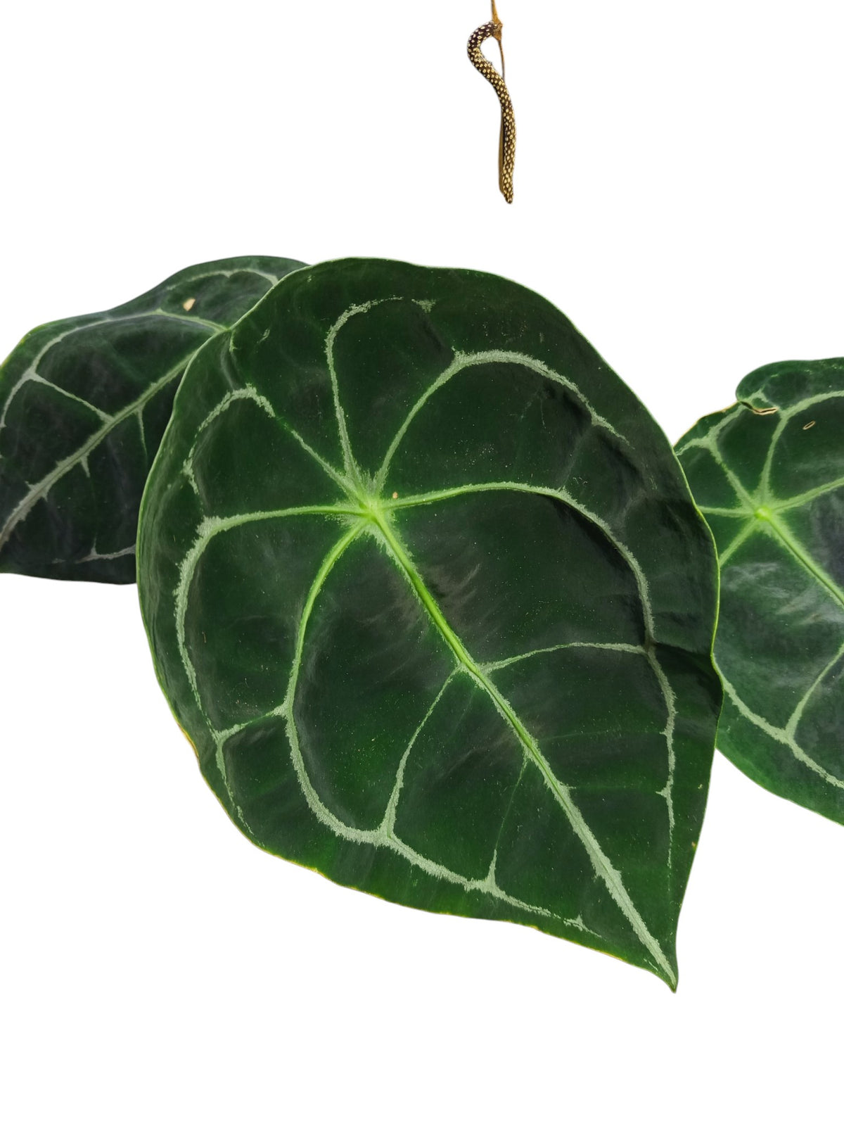 Anthurium Dark Forgetii